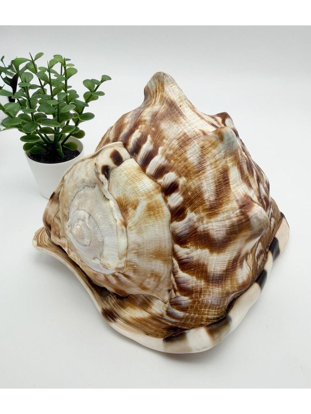 King Helmet Conch Shell 8” x 6” Semi-Polished Beautiful Coastal Horn Specimen